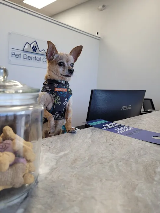 Pet Dental Clinic 7