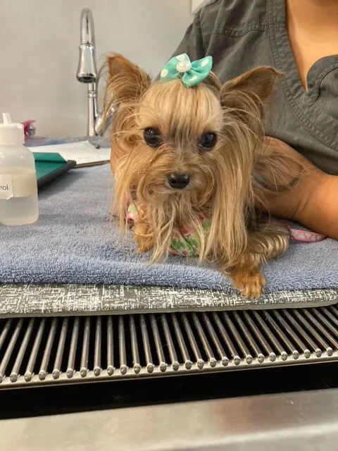 Pet Dental Clinic 9