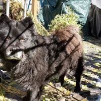 Pella Corner Animal Clinic ico