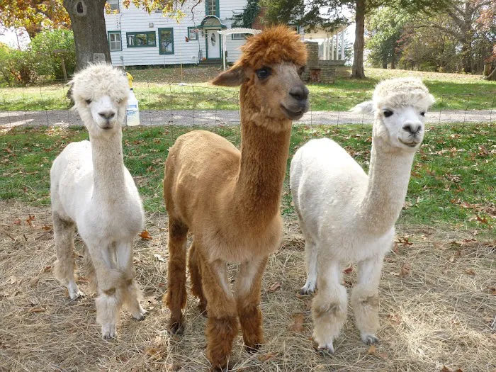 Ad Astra Alpacas 12