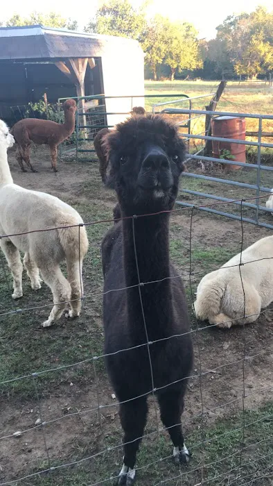 Ad Astra Alpacas 12