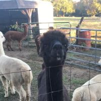 Ad Astra Alpacas ico