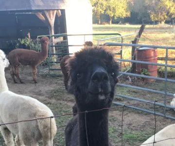Ad Astra Alpacas