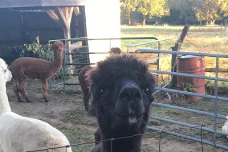 Ad Astra Alpacas