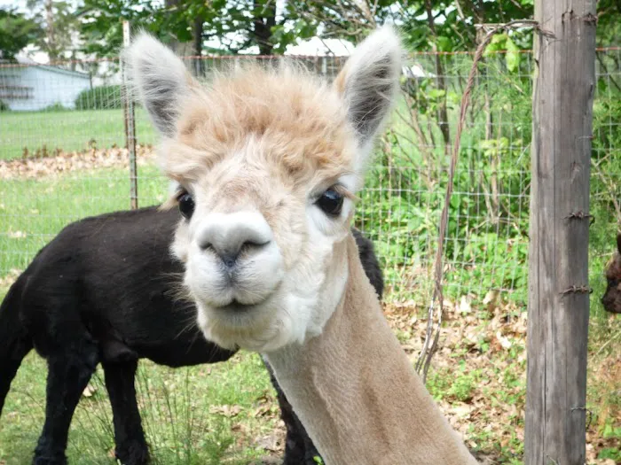 Ad Astra Alpacas 12