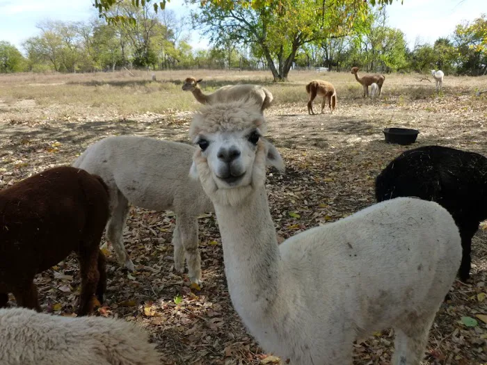 Ad Astra Alpacas 12