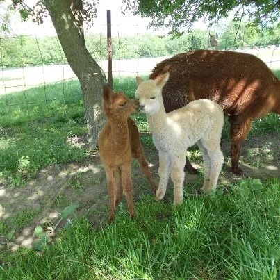 Ad Astra Alpacas 12