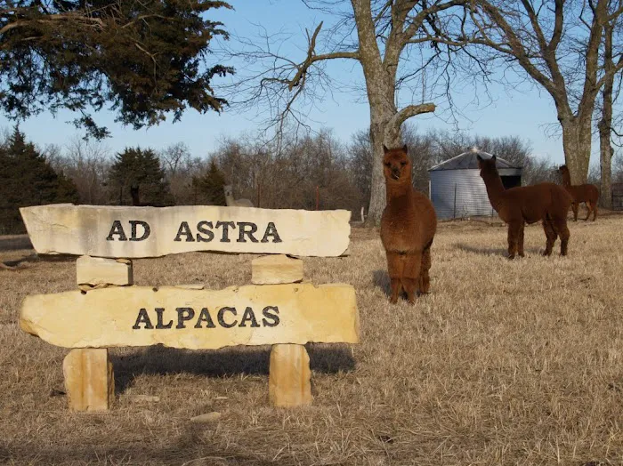 Ad Astra Alpacas 12