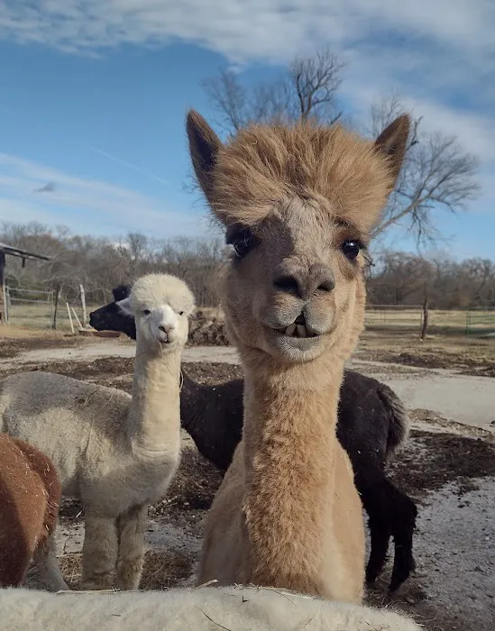 Ad Astra Alpacas 12
