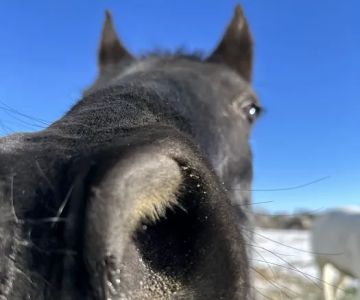 Iron Horse Equine