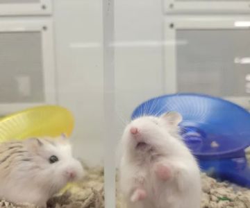 Petco