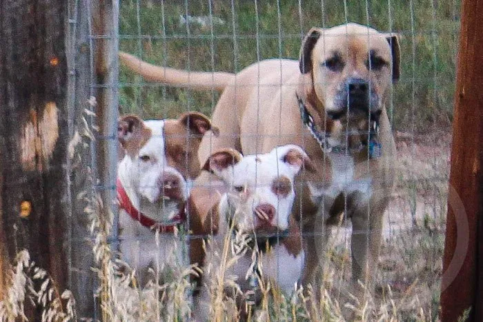 Elizabeth Animal Hospital 1