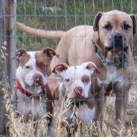 Elizabeth Animal Hospital ico