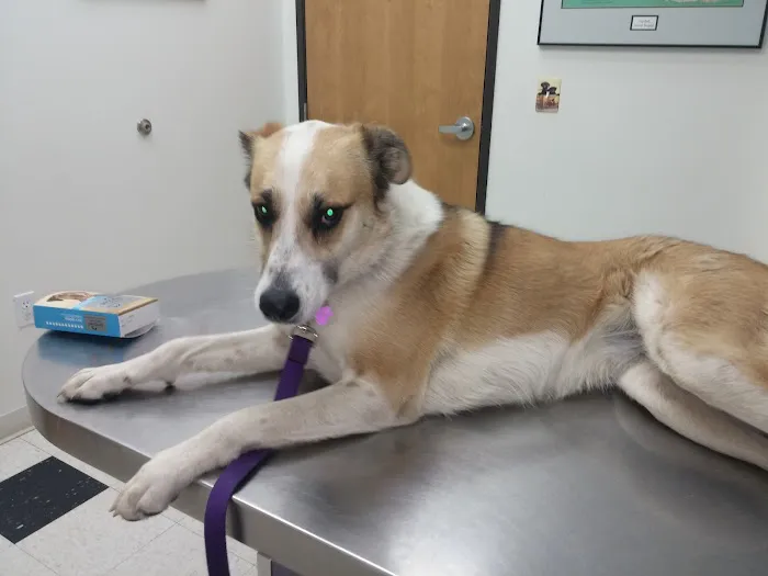 Elizabeth Animal Hospital 3