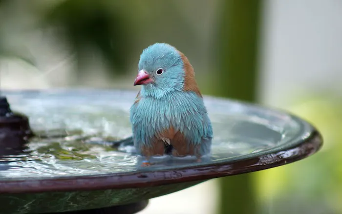 Birder's Garden 9