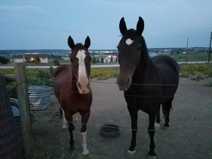 Cherry Creek Equine 12