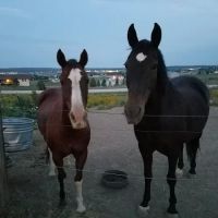 Cherry Creek Equine ico