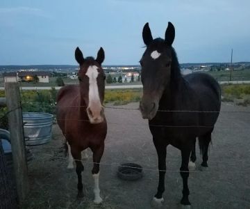 Cherry Creek Equine