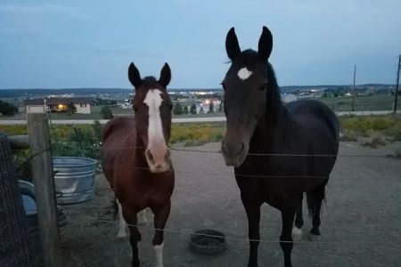 Cherry Creek Equine