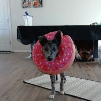Rocky Mountain Spay + Neuter ico