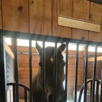 Aspen Ridge Equine Hospital, PC ico
