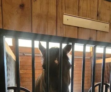 Aspen Ridge Equine Hospital, PC