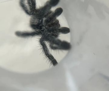 Juice's Arthropods