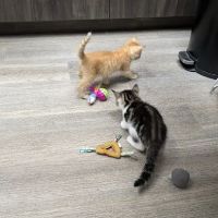 Pine Creek Animal Hospital ico