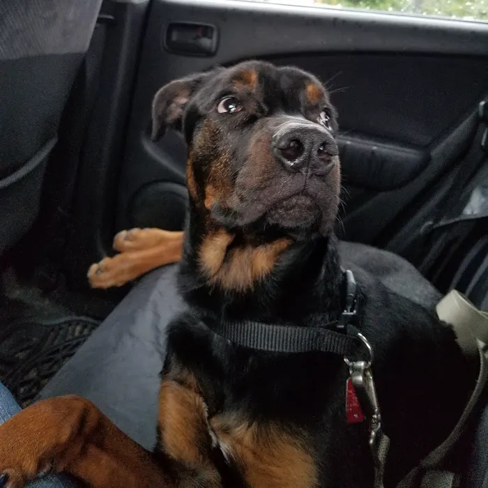 Atglen Veterinary Hospital: Clark Karen DVM 12