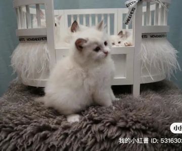 Cuties Ragdoll Cattery