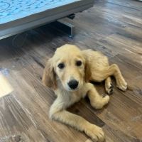 Gary P Vandyke Vet ico