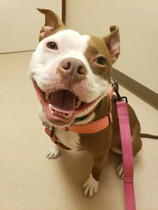 New Holland Veterinary Hospital LLC 12