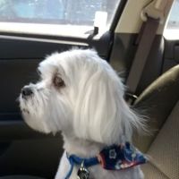 New Holland Veterinary Hospital LLC ico