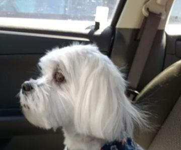 New Holland Veterinary Hospital LLC