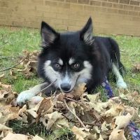 Red Lion Veterinary Hospital ico