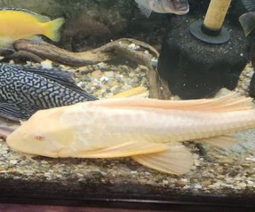 Superway Aquarium