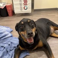 Loving Touch Animal clinic ico