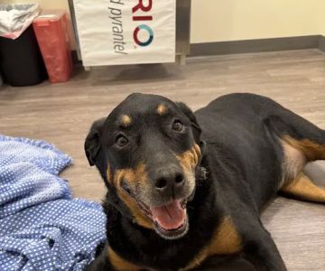 Loving Touch Animal clinic