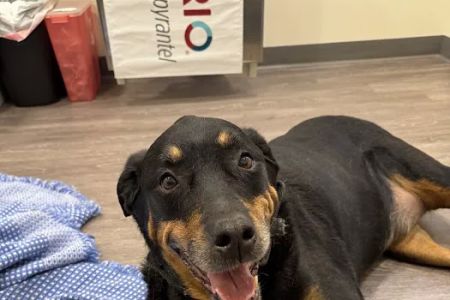 Loving Touch Animal clinic