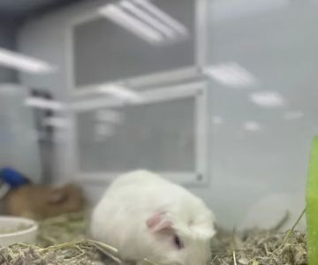 Petco