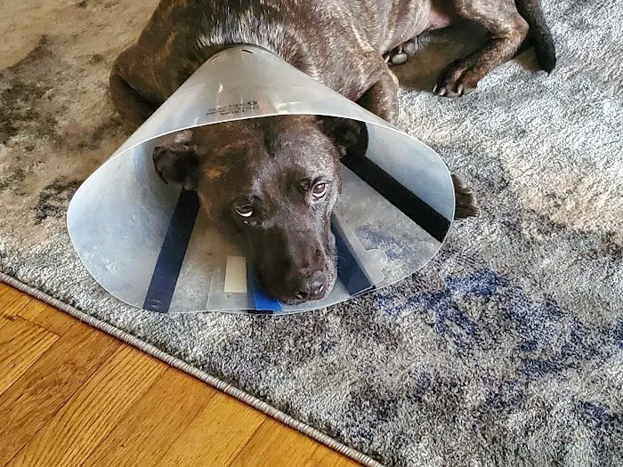 North East Animal Hospital 12