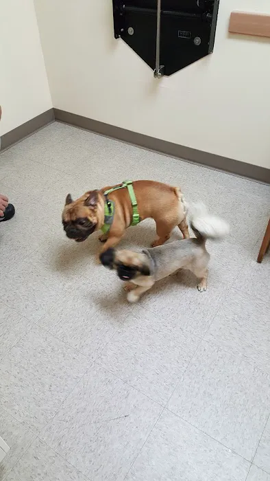 North East Animal Hospital 12