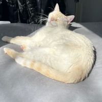 North East Animal Hospital ico