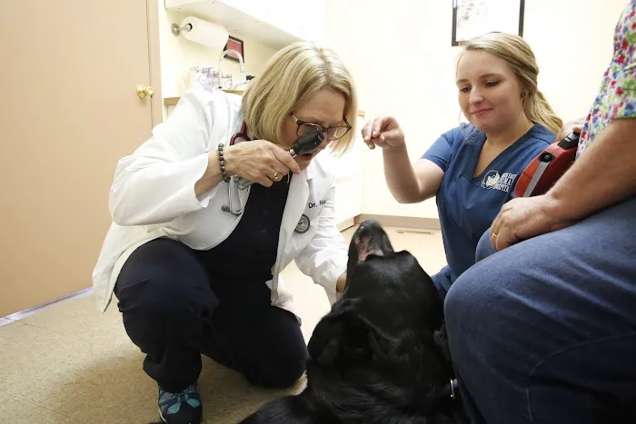 North East Animal Hospital: Dr. Jennifer Howell 12