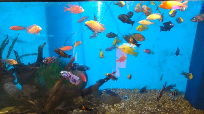 Clear Water Aquarium 7