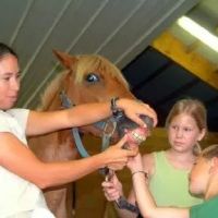 Amanda Church-Hansen's Equine Dental Services ico
