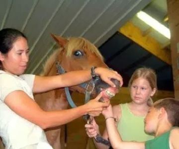 Amanda Church-Hansen's Equine Dental Services