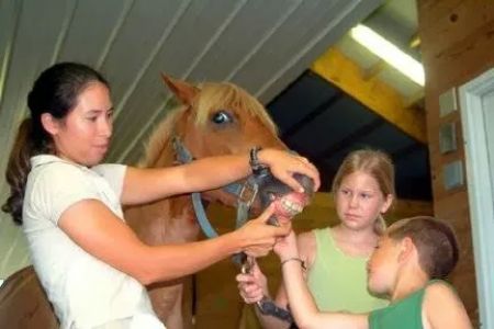 Amanda Church-Hansen's Equine Dental Services