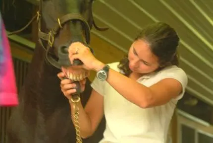 Amanda Church-Hansen's Equine Dental Services 12