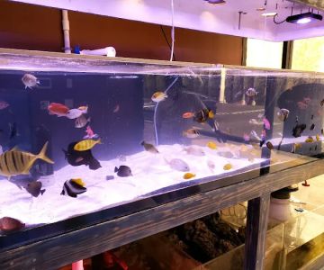 Violet Aquarium LLC